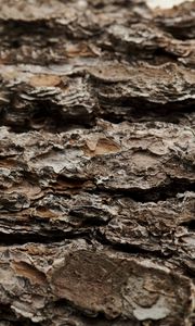 Preview wallpaper bark, tree, trunk, macro