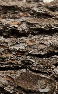 Preview wallpaper bark, tree, trunk, macro