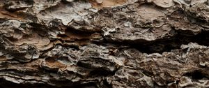 Preview wallpaper bark, tree, trunk, macro