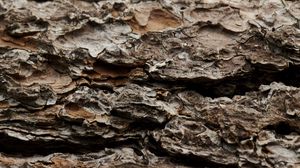 Preview wallpaper bark, tree, trunk, macro