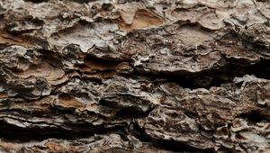 Preview wallpaper bark, tree, trunk, macro