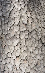 Preview wallpaper bark, tree, wood, texture