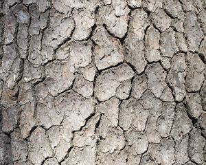 Preview wallpaper bark, tree, wood, texture