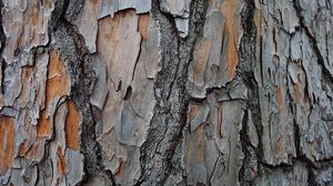 Preview wallpaper bark, tree, wood, texture, surface