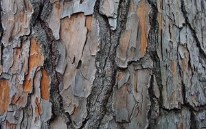 Preview wallpaper bark, tree, wood, texture, surface