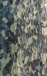 Preview wallpaper bark, tree, wooden, texture, pattern