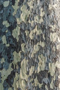 Preview wallpaper bark, tree, wooden, texture, pattern