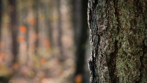 Preview wallpaper bark, tree, wooden, texture, relief