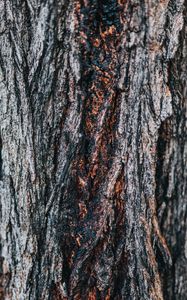 Preview wallpaper bark, tree, wooden, relief, texture