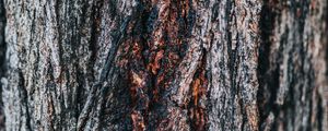 Preview wallpaper bark, tree, wooden, relief, texture