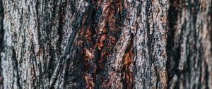 Preview wallpaper bark, tree, wooden, relief, texture