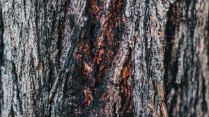 Preview wallpaper bark, tree, wooden, relief, texture