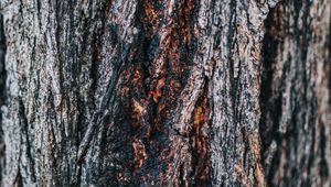 Preview wallpaper bark, tree, wooden, relief, texture