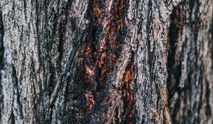 Preview wallpaper bark, tree, wooden, relief, texture
