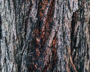 Preview wallpaper bark, tree, wooden, relief, texture