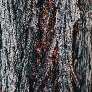 Preview wallpaper bark, tree, wooden, relief, texture