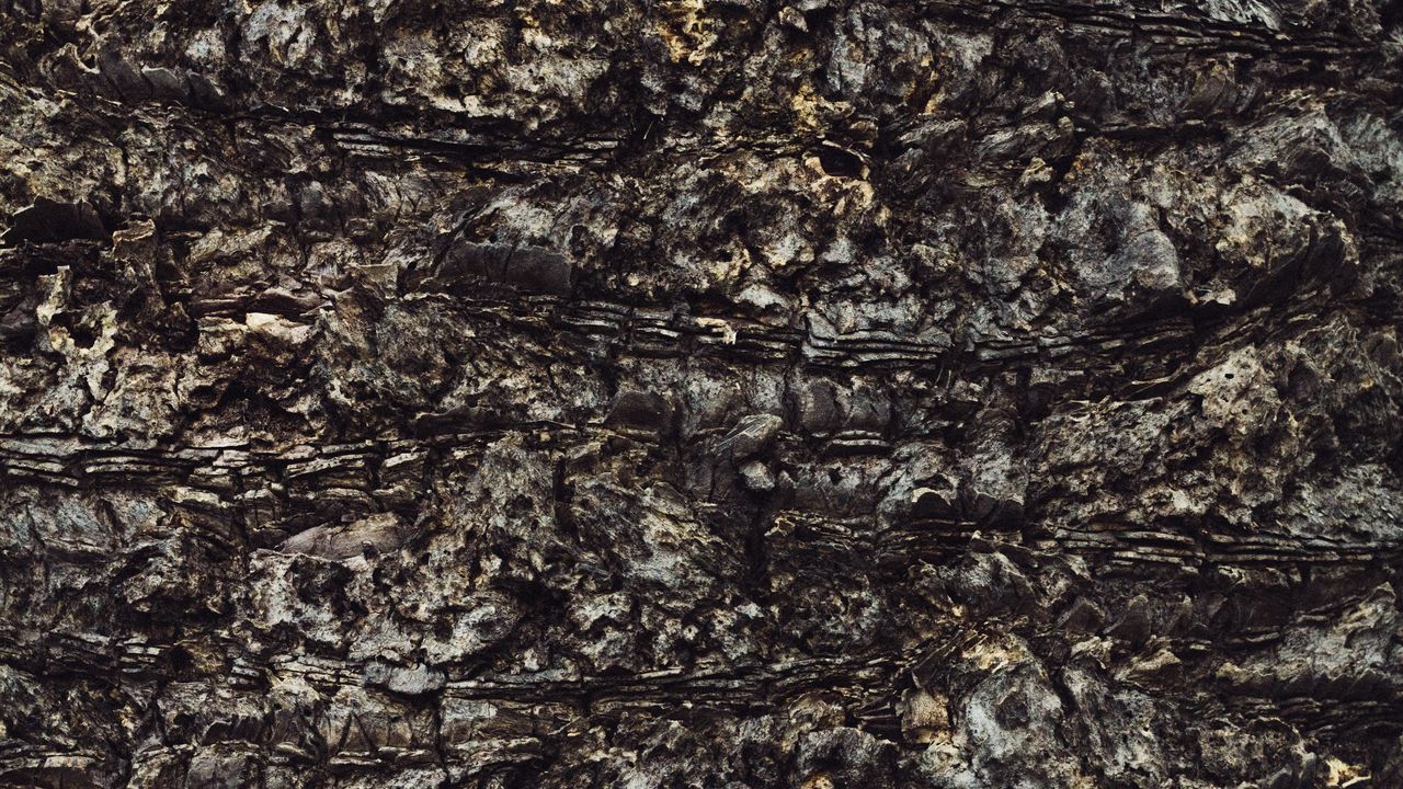 Wallpaper bark, trunk, texture, tree