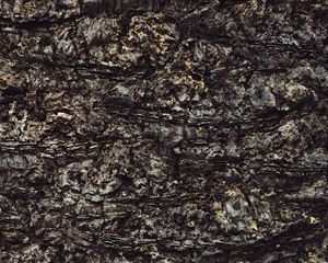 Preview wallpaper bark, trunk, texture, tree