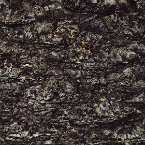 Preview wallpaper bark, trunk, texture, tree