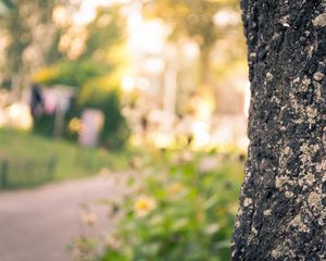 Preview wallpaper bark, trunk, tree, macro