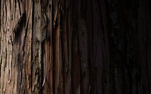 Preview wallpaper bark, wood, stripes, wooden, texture