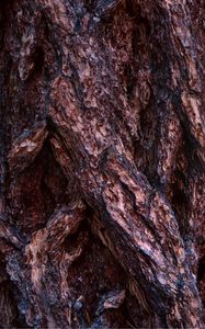 Preview wallpaper bark, wood, surface