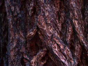 Preview wallpaper bark, wood, surface