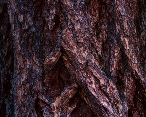 Preview wallpaper bark, wood, surface