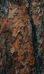 Preview wallpaper bark, wood, surface, texture