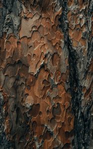 Preview wallpaper bark, wood, surface, texture