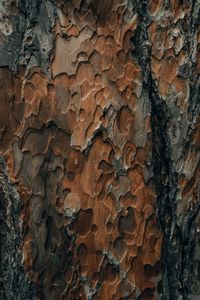 Preview wallpaper bark, wood, surface, texture