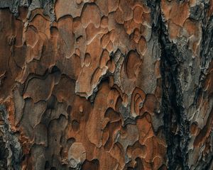 Preview wallpaper bark, wood, surface, texture
