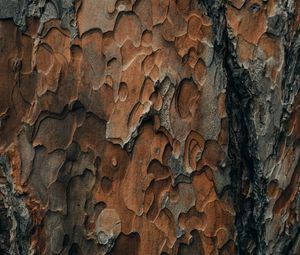 Preview wallpaper bark, wood, surface, texture