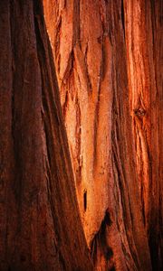 Preview wallpaper bark, wood, texture, brown