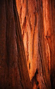 Preview wallpaper bark, wood, texture, brown