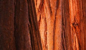 Preview wallpaper bark, wood, texture, brown
