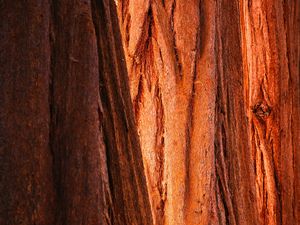 Preview wallpaper bark, wood, texture, brown