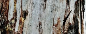 Preview wallpaper bark, wood, texture, wooden, relief