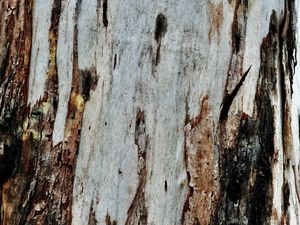 Preview wallpaper bark, wood, texture, wooden, relief