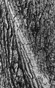 Preview wallpaper bark, wood, texture, surface, gray