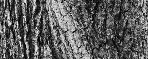 Preview wallpaper bark, wood, texture, surface, gray
