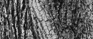 Preview wallpaper bark, wood, texture, surface, gray