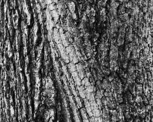 Preview wallpaper bark, wood, texture, surface, gray