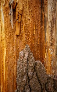 Preview wallpaper bark, wood, wooden, cranny, relief, texture