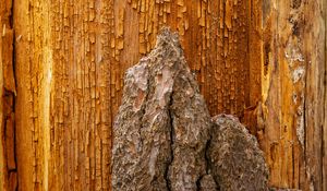 Preview wallpaper bark, wood, wooden, cranny, relief, texture