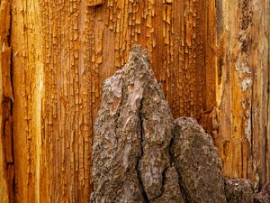 Preview wallpaper bark, wood, wooden, cranny, relief, texture