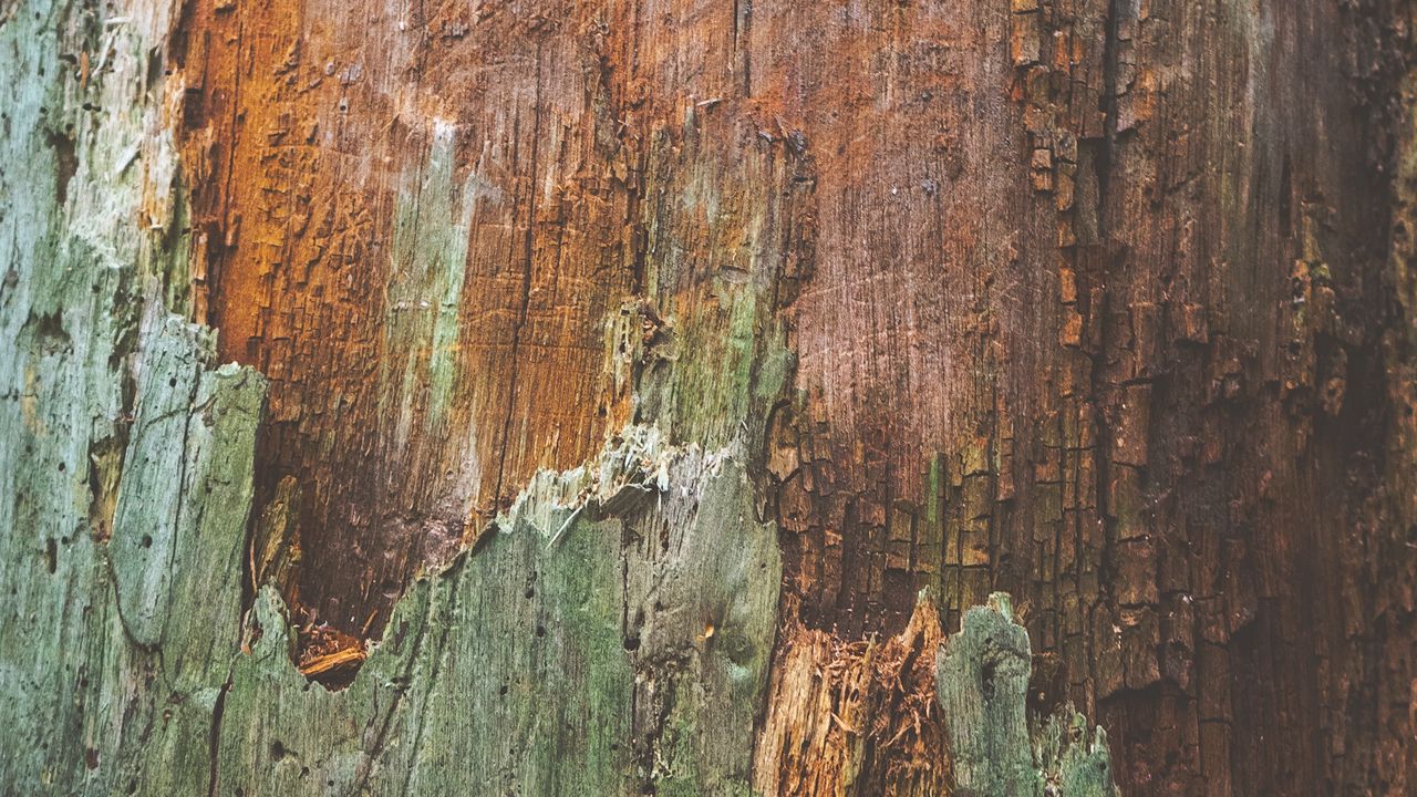 Wallpaper bark, wood, wooden, surface
