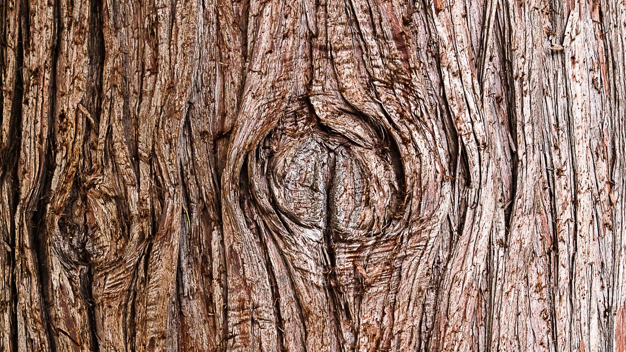 Wallpaper bark, wooden, texture, wood