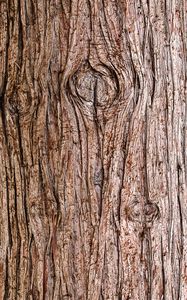 Preview wallpaper bark, wooden, texture, wood