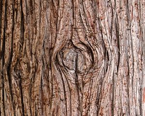 Preview wallpaper bark, wooden, texture, wood
